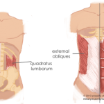 The True Function of the Abdominals