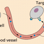 Food and Hormones: Part 1