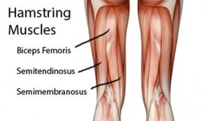 Photo Credit: http://orthoarizona.org/soccer-and-hamstrings-strains-prevention/