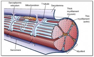 Photo Credit: http://yogaeleven.blogspot.com/2013/08/muscular-system-i.html